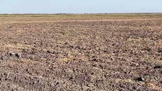 Dove Hitting the Field Behind the Front Edna TX [upl. by Nitnerb408]