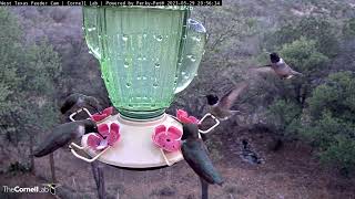 Hummingbirds Swarm West Texas Feeders as Night Approaches  May 29 2023 [upl. by Zednanreh]