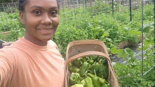 VLOG Harvesting Sweet Peppers Lets Chat We Pigs Downsizing Our Animals [upl. by Dennison]