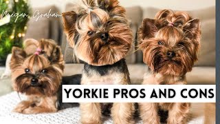 Yorkie Pros And Cons  Yorkie 101 [upl. by Aihsa]