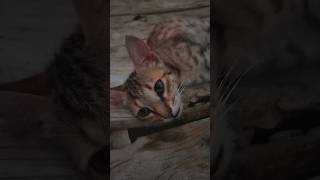 cat short video16 [upl. by Lona]