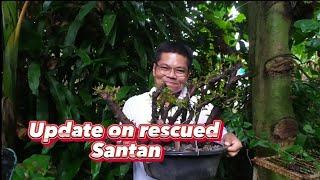 UPDATE ON SANTAN  BONSAI  IXORA [upl. by Hendrik778]