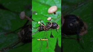 Zombie Ants 😨 Parasitic Fungus Ophiocordyceps unilateralis shorts [upl. by Naejeillib]