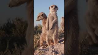 Meerkat Families Tiny But Mighty 💪🐾 wildlife creaturesfacts dogbreed [upl. by Yellat759]