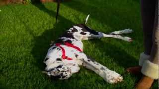 Great Dane Rolling Around [upl. by Henrik]