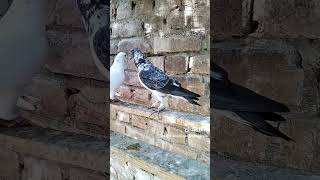 Low Flyer Dobaaz Pigeon Low cost Pigeon Like And Subscribe [upl. by Averell]