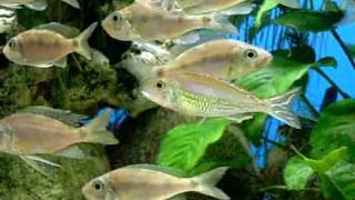 Callochromis pleurospilus Kigoma [upl. by Aisile]