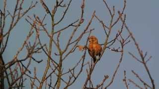 Parrot Crossbill Loxia pytyopsittacus [upl. by Kallman698]