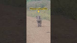 Mr kasongo warthog leaving for work at the Savanna funnyanimals [upl. by Doone]