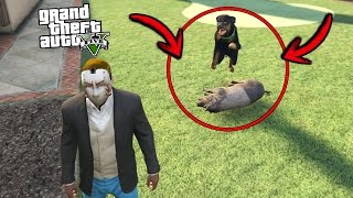 ¿Qué pasa si Chop se encuentra con un Cerdo  GTA 5 [upl. by Siobhan775]