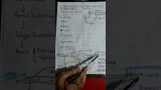 Physiology of digestion in Ruminants PART1 By DrSeema Saxena [upl. by Aerb]