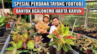 Banyak aglaonema harta karun perdana tayang youtube [upl. by Sukramaj]