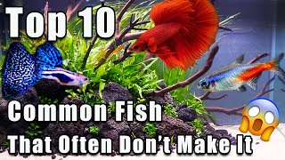 Top 10 Common Fish That Can Be Hard to Keep Alive [upl. by Nerrual448]