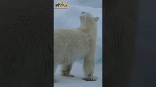 Arctic and Polar Bear Adventure  Safari World Wonders [upl. by God567]