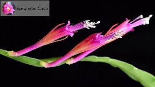 Disocactus eichlamii [upl. by Sikes832]