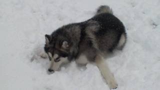 Alaskan Malamute first snow experience [upl. by Artemis]