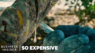 Why Mastic Tree Resin Is So Expensive  So Expensive [upl. by Farnsworth716]