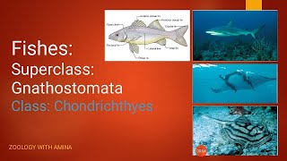 Fishes  Super class Gnathostomata  Class Chondrichthyes [upl. by Eleanor]