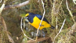 Spotcrowned Euphonia [upl. by Katzman220]