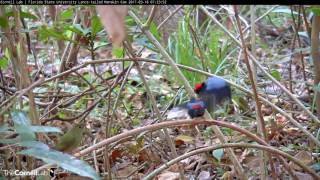 Great Display amp Dance with Female Lancetailed Manakin Cam [upl. by Lithea]