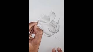 simple rose flower drawing pencil shading [upl. by Eemak835]