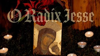 O RADIX IESSE O Antiphon and Magnificat 37 [upl. by Enilecram]