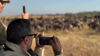 Huge wildebeest herd spotted in the Grumeti River [upl. by Eniamurt340]