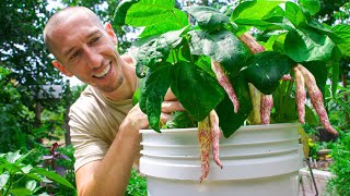 How to Grow Beans in Containers Complete Growing Guide [upl. by Pufahl980]