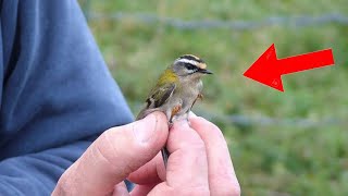 Top 10 Smallest Birds In The World [upl. by Yorle]