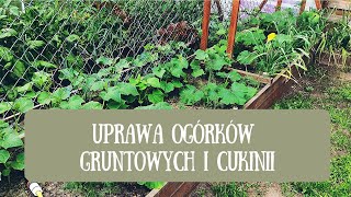 Ogórki w gruncie Uprawa ogórków gruntowych Prowadzenie ogórków w pionie [upl. by Dwan862]