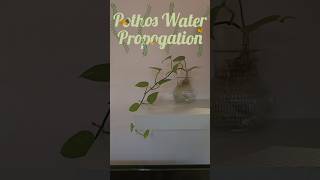 Pothos Water Propogation pothos moneyplant viralshorts propagation shorts indoorplants [upl. by Thetos814]