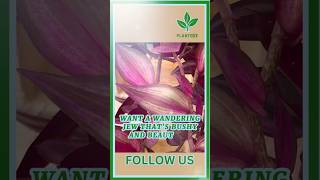 How to Make a Wandering Jew Bushy  plant garden plantlife gardening indoorplants houseplants [upl. by Nahsin]