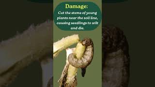 Cutworm damages and control mechanism in Tomato cultivation [upl. by Notsew]