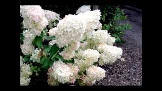 Hydrangea paniculata Phantom [upl. by Rodnas]