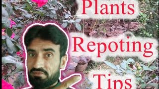 What Do Plants Need To Grow🌿  Garden Vlog shortsfeed ytshort short [upl. by Llewxam]