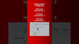 Skeletal System  Axial Skeleton  Class 11 BiologyNEETAIIMS  anatomy shorts [upl. by Lohman]