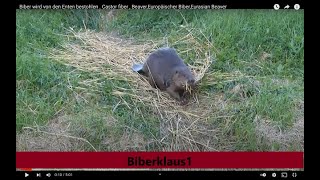 Biber wird von den Enten bestohlen  Castor fiber  Beaver Europäischer Biber Eurasien Augsburg [upl. by Lola]