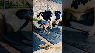 Two 11 Ton Holstein Friesian Bull Footmat ans Dung Cleaning Time  Biggest Hf Farm in Bangladesh [upl. by Faith]