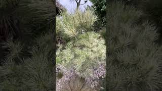 Pinus densiflora Oculusdraconis сентябрь 2024 г [upl. by Mont86]