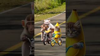 Cute cats and kittens steals my banana catvideos cutecats catlover trendingshorts [upl. by Je]