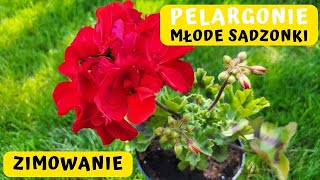 Jak dbać o młode sadzonki pelargonii Jak przezimować pelargonie 🌸🌸🌸 [upl. by Googins]