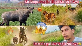 Dogs Bhag Gye Uska Picha😰Raat Hogye But Vapis Nhi Aye😢 [upl. by Irabaj242]