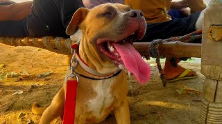 golu ne grip lga li  bahut der me chhodi pitbull  dangerous  aggresive  Dog  ritikdogkennal [upl. by Critchfield]