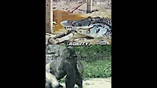 Black Caiman vs Silverback Gorilla alligator caiman gorilla blackcaiman crocodile [upl. by Tavis]