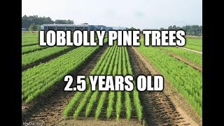 Loblolly Pine Trees 25 years later [upl. by Dauf]