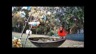 Daily Live Birds Baths Chimes amp Random Wildlife live BirdSounds birdlovers [upl. by Nospmas]