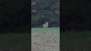 ThunderCat A Big Bobcat Called In With The FOXPRO X24 foxpro bobcat hunting coyote shorts [upl. by Adella]