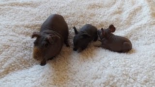 Hairless Guinea Pig amp Cute Babies [upl. by Idmann]