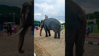 Elephants returns to Mysore 2024⚡😍 dussehra elephants abhimanyu bhima trend mysore [upl. by Doran744]