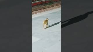 Monkey videoanimals discovery  animal planet very beautiful animals [upl. by Albur975]